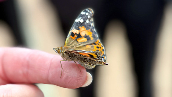 STHS butterfly release honors organ donors, families